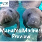 Episode 15a: Manatee Madness in Crystal River Preview